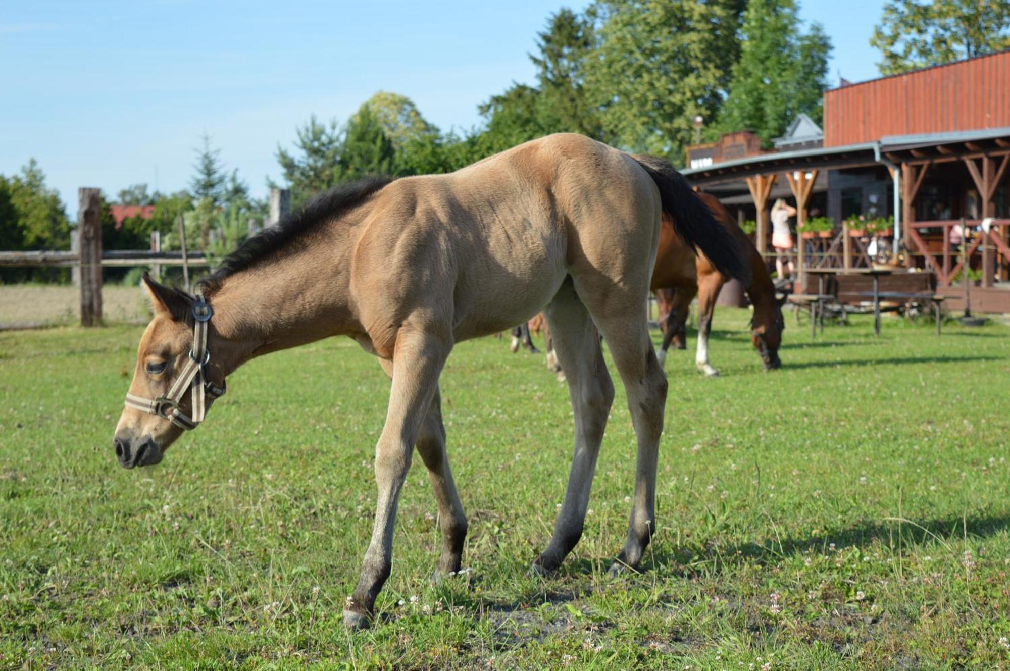 Bubla City Ranch Kopřivnice Zewnętrze zdjęcie